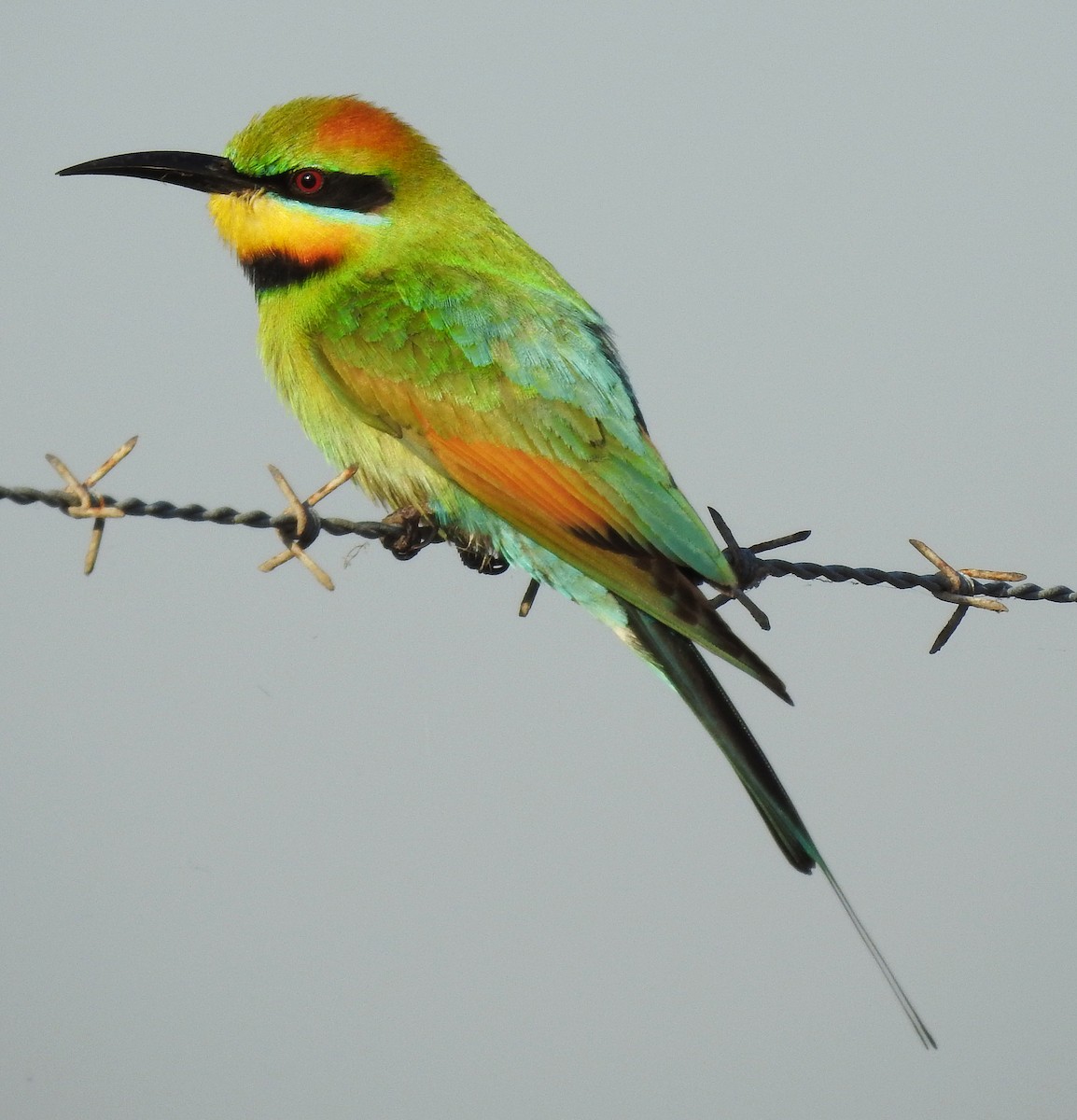 Rainbow Bee-eater - ML68901841