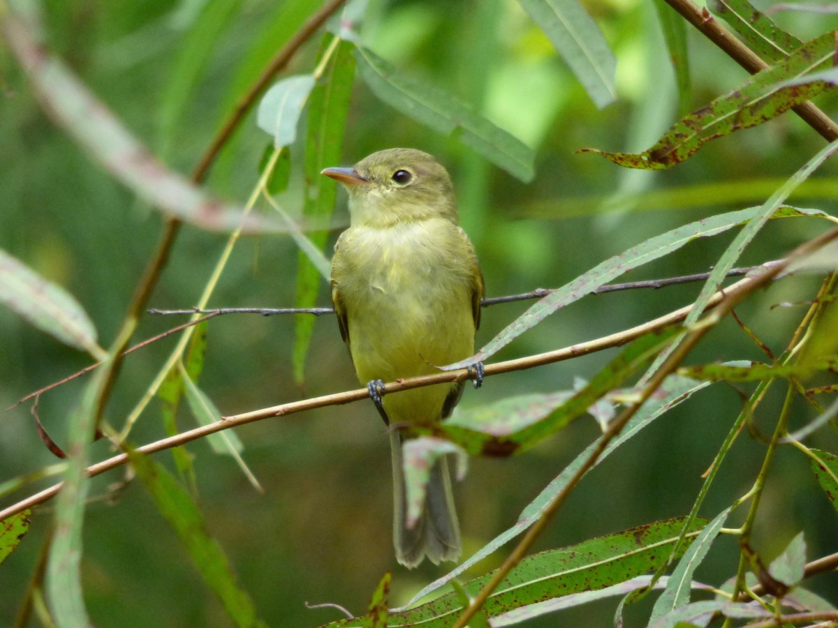Yellow-bellied Flycatcher - Dave Hart