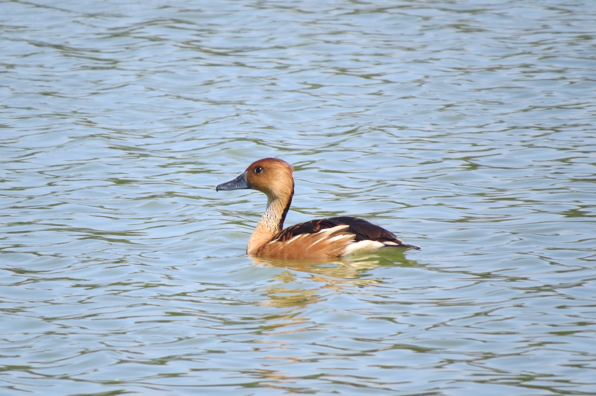 Fulvous Whistling-Duck - Brian Johnston