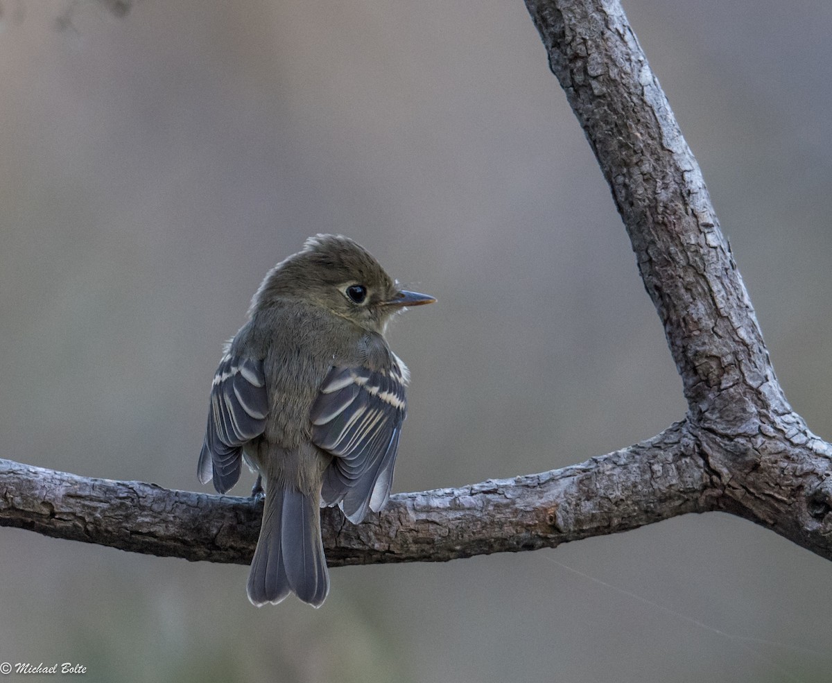 Western Flycatcher (Pacific-slope) - Michael Bolte