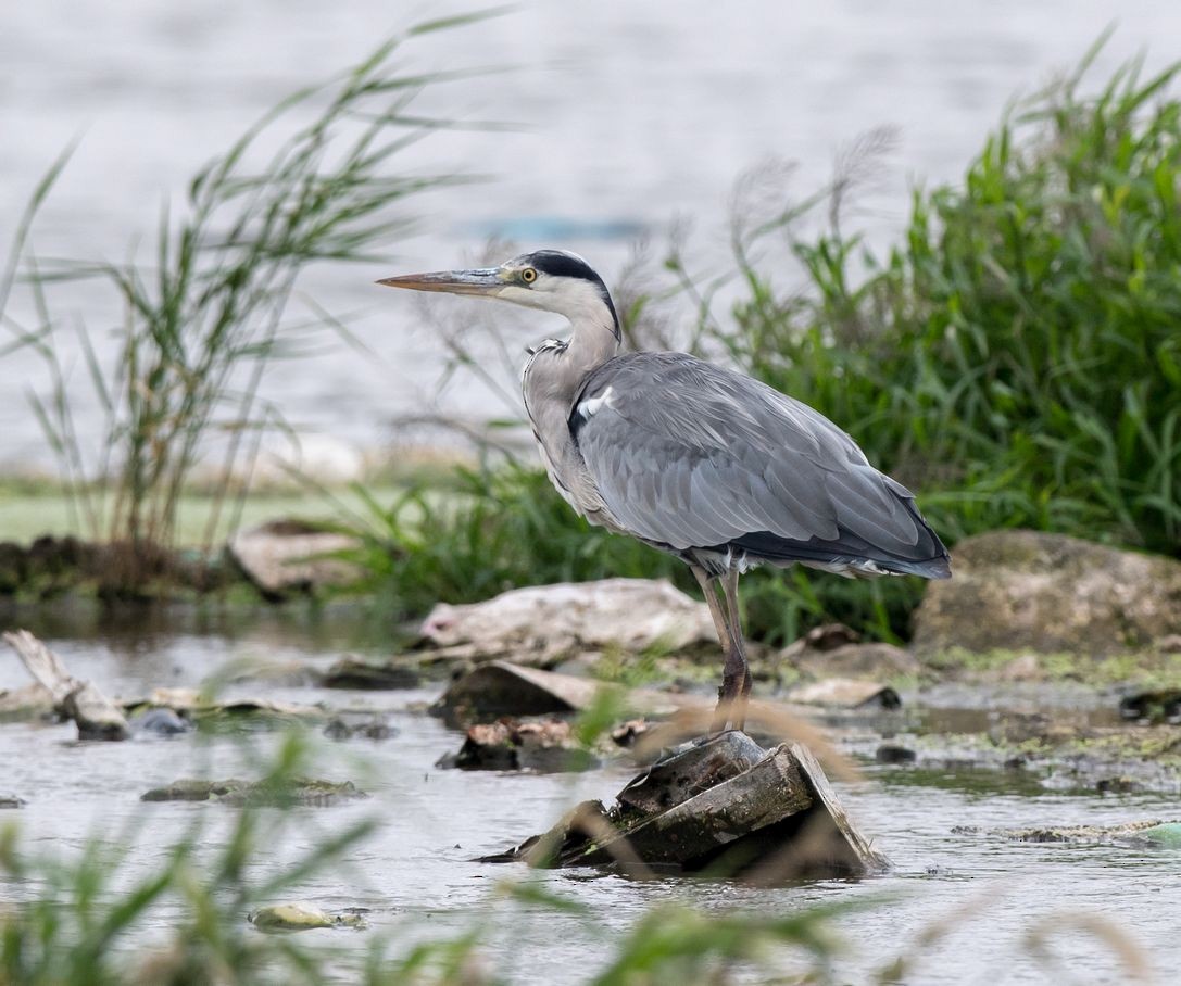 Gray Heron - Kai Pflug