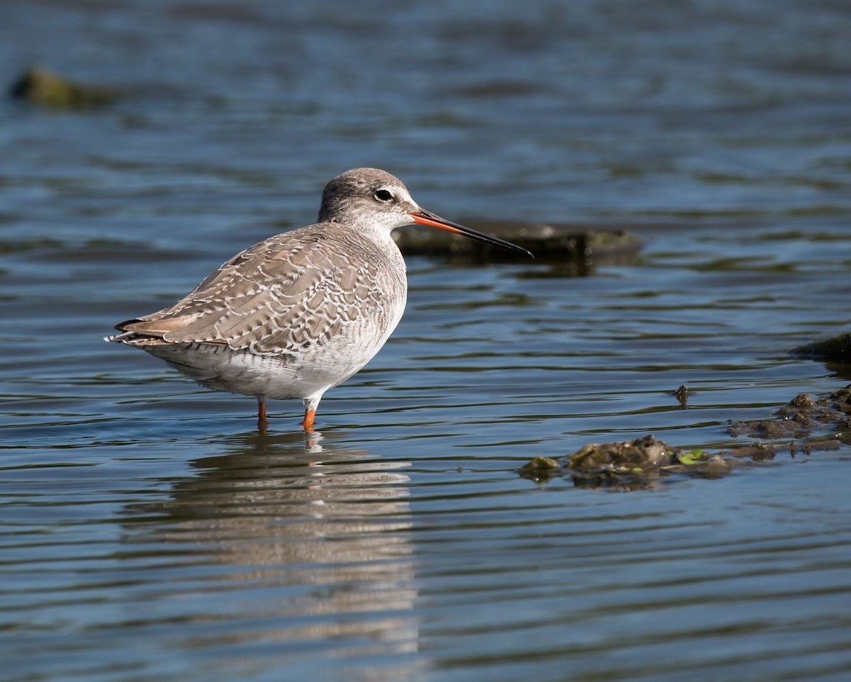 Spotted Redshank - ML68908921