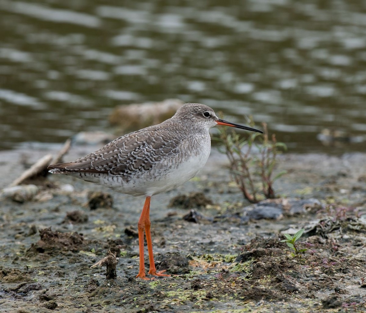 Spotted Redshank - ML68908931