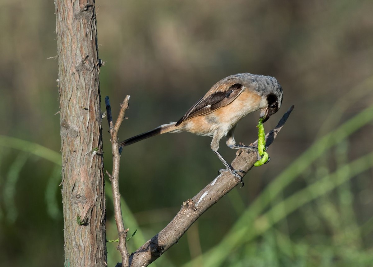 Long-tailed Shrike - Kai Pflug