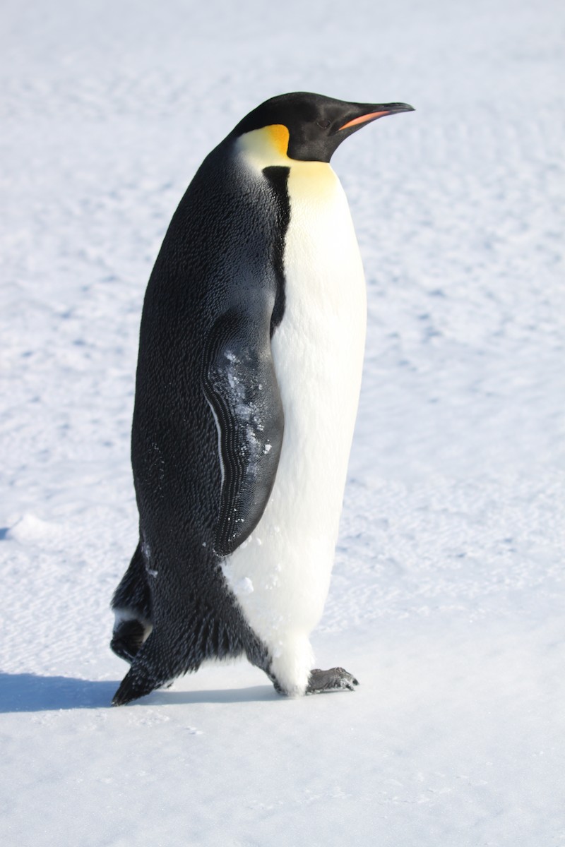 Emperor Penguin - Laura McDuffie