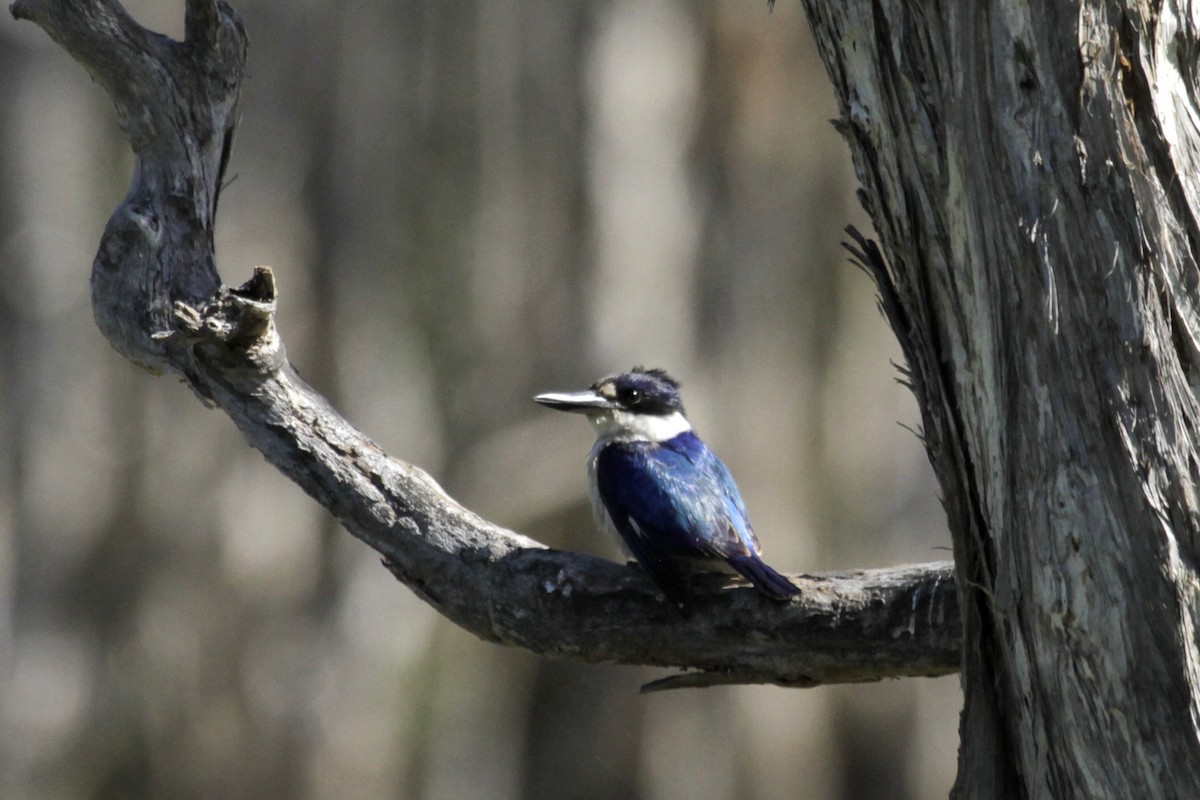 Forest Kingfisher - ML68914831