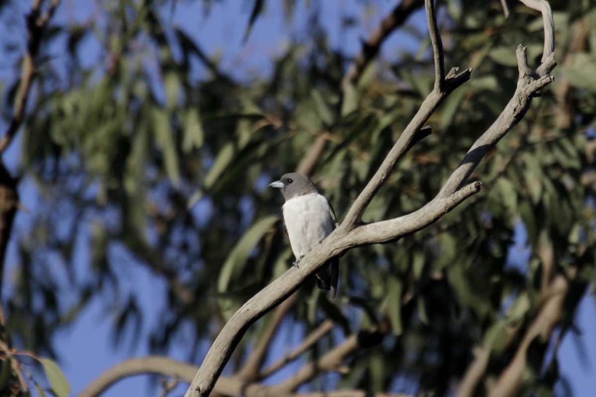 White-breasted Woodswallow - ML68914891