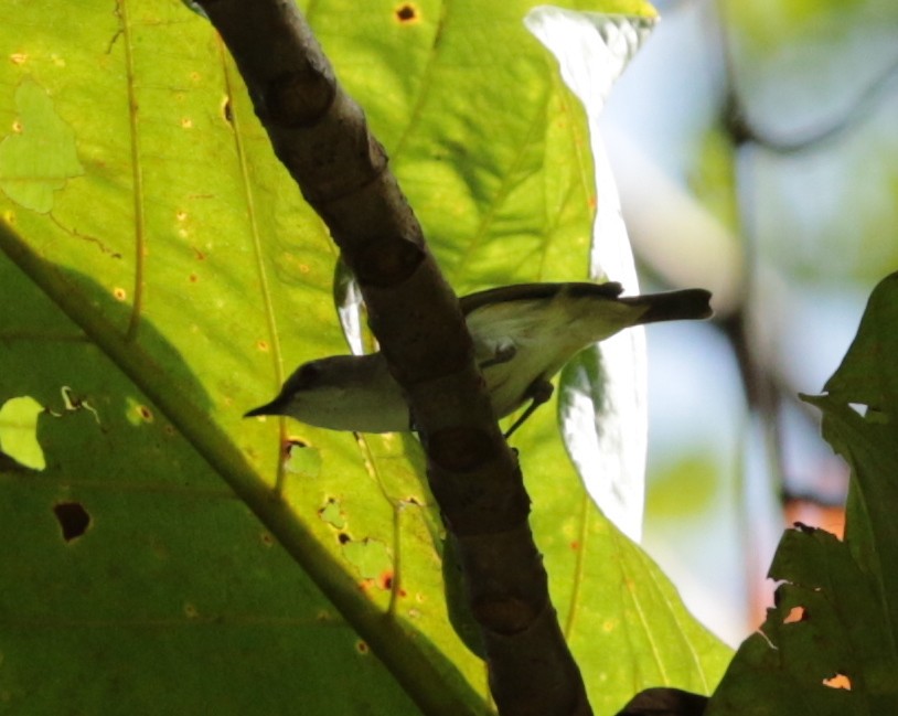 Green-backed Gerygone - Anonymous