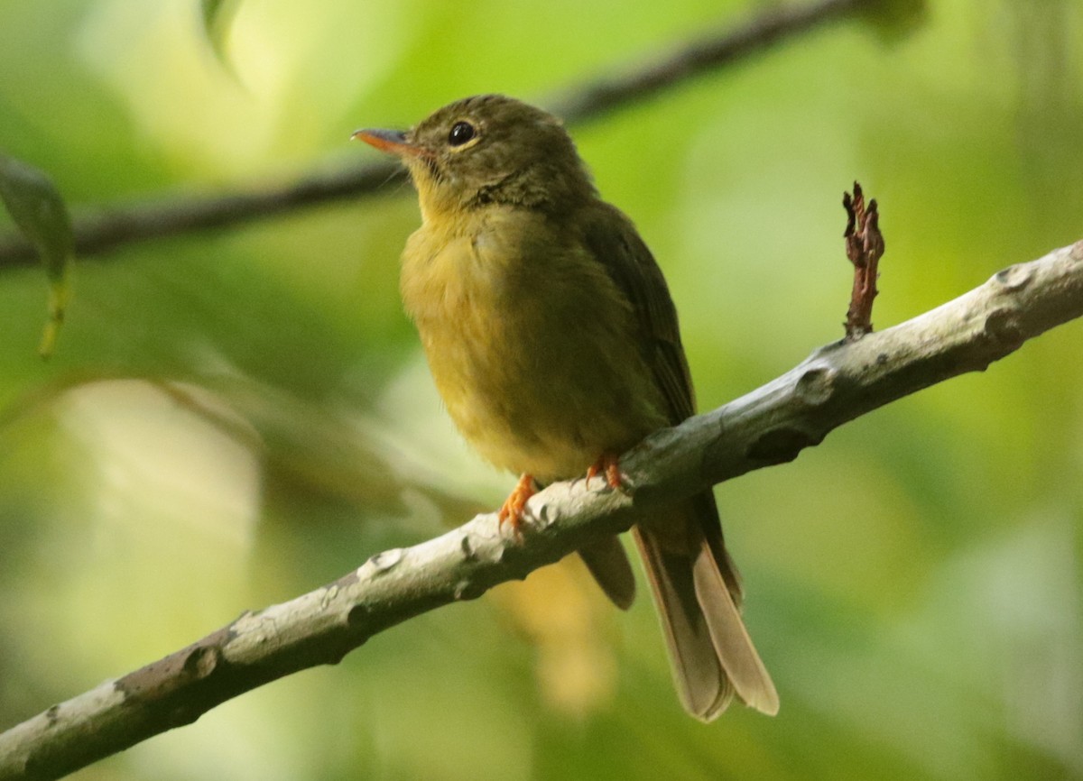 Olive Flyrobin - Anonymous