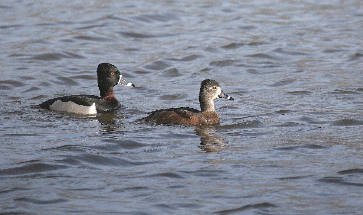 Ring-necked Duck - ML68920651