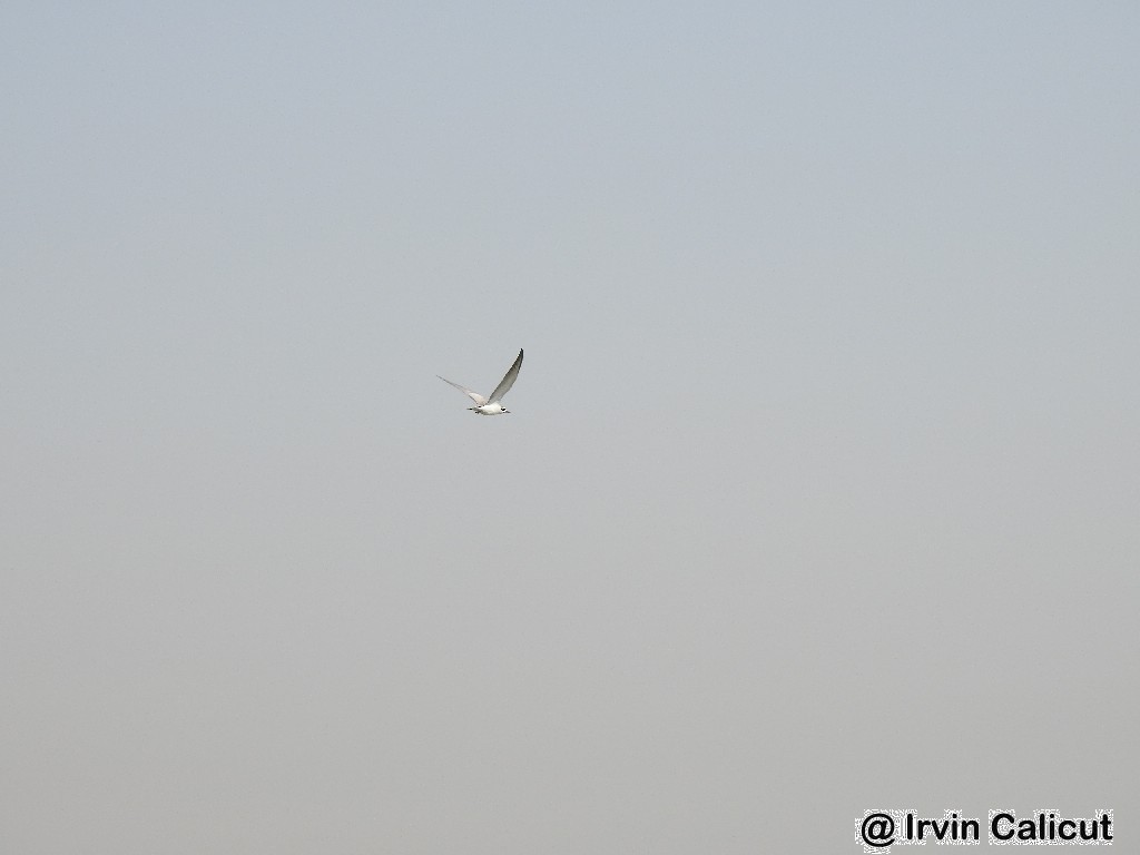 Gull-billed Tern - Irvin Calicut