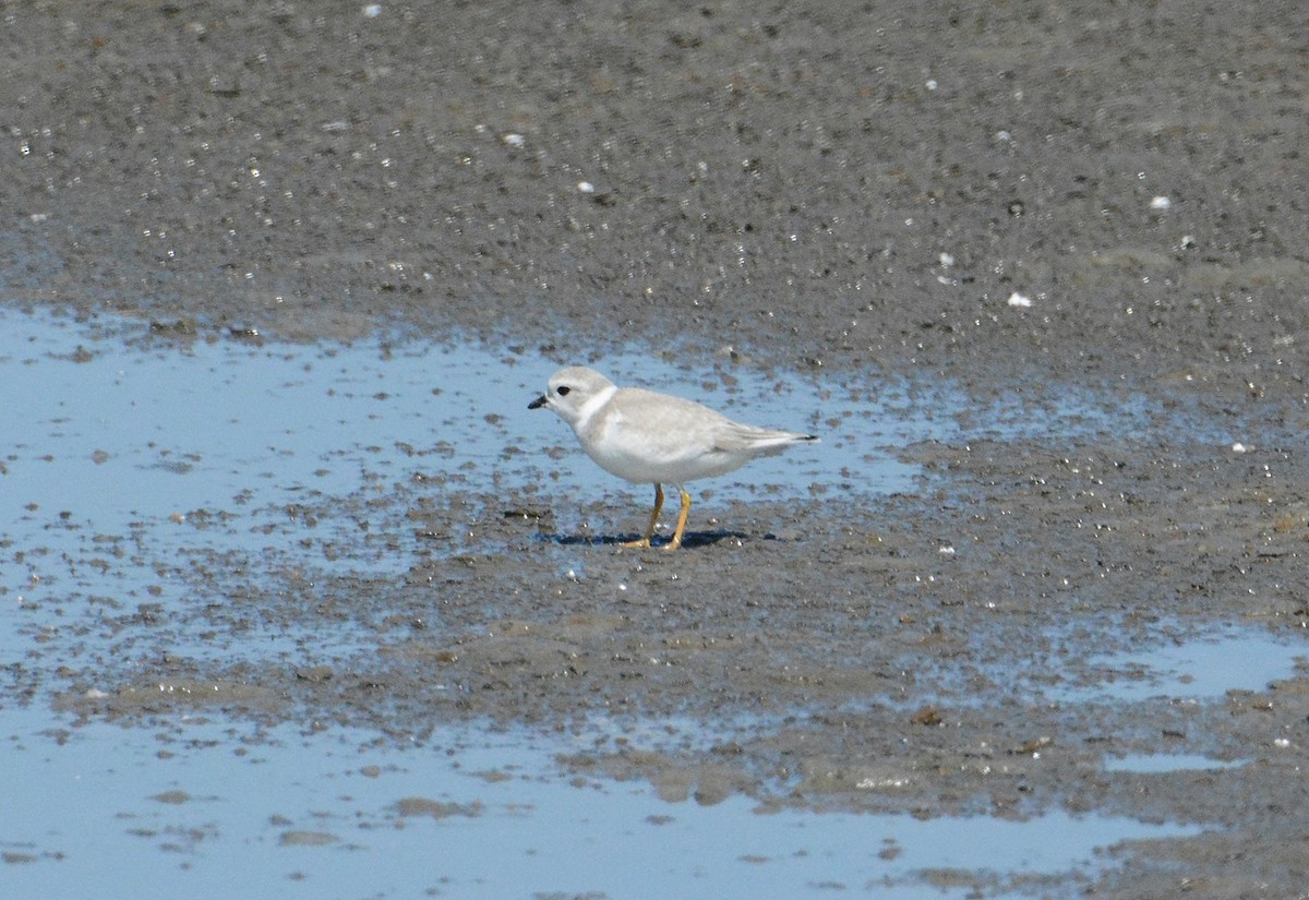 Piping Plover - ML68922671