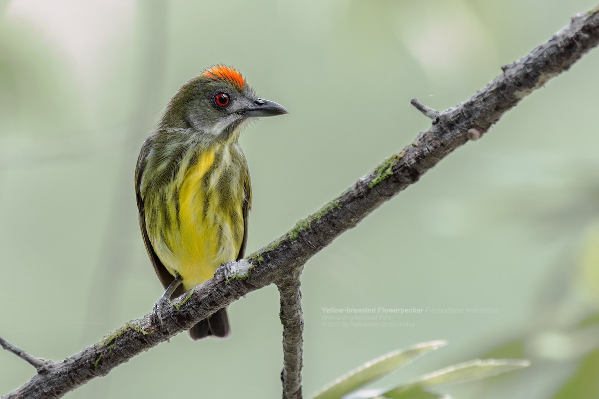 Yellow-breasted Flowerpecker - Natthaphat Chotjuckdikul