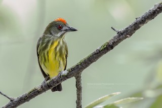  - Yellow-breasted Flowerpecker