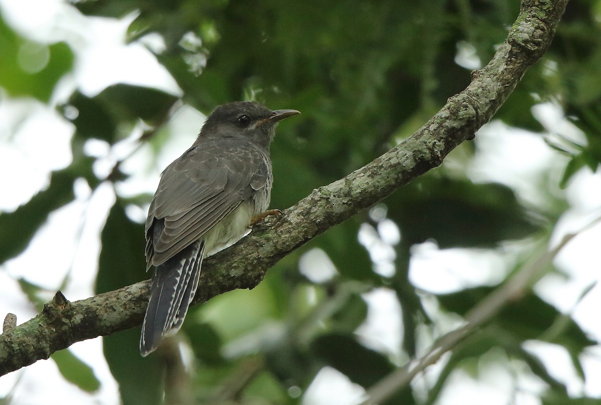 Gray-bellied Cuckoo - ML68923021