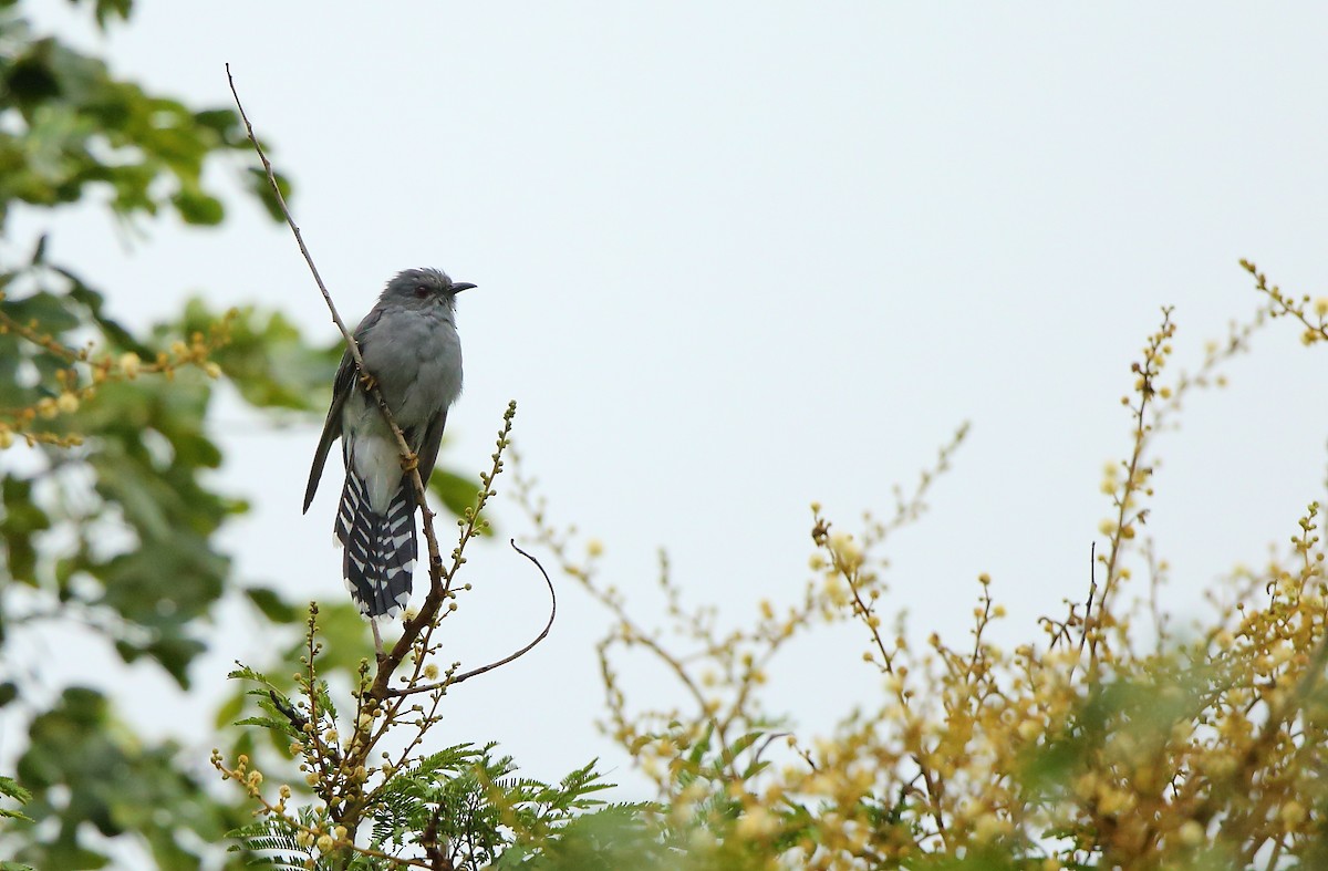 Gray-bellied Cuckoo - ML68923031