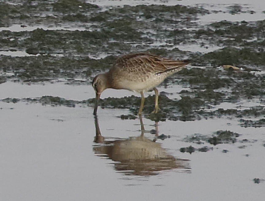 Long-billed Dowitcher - ML68929051
