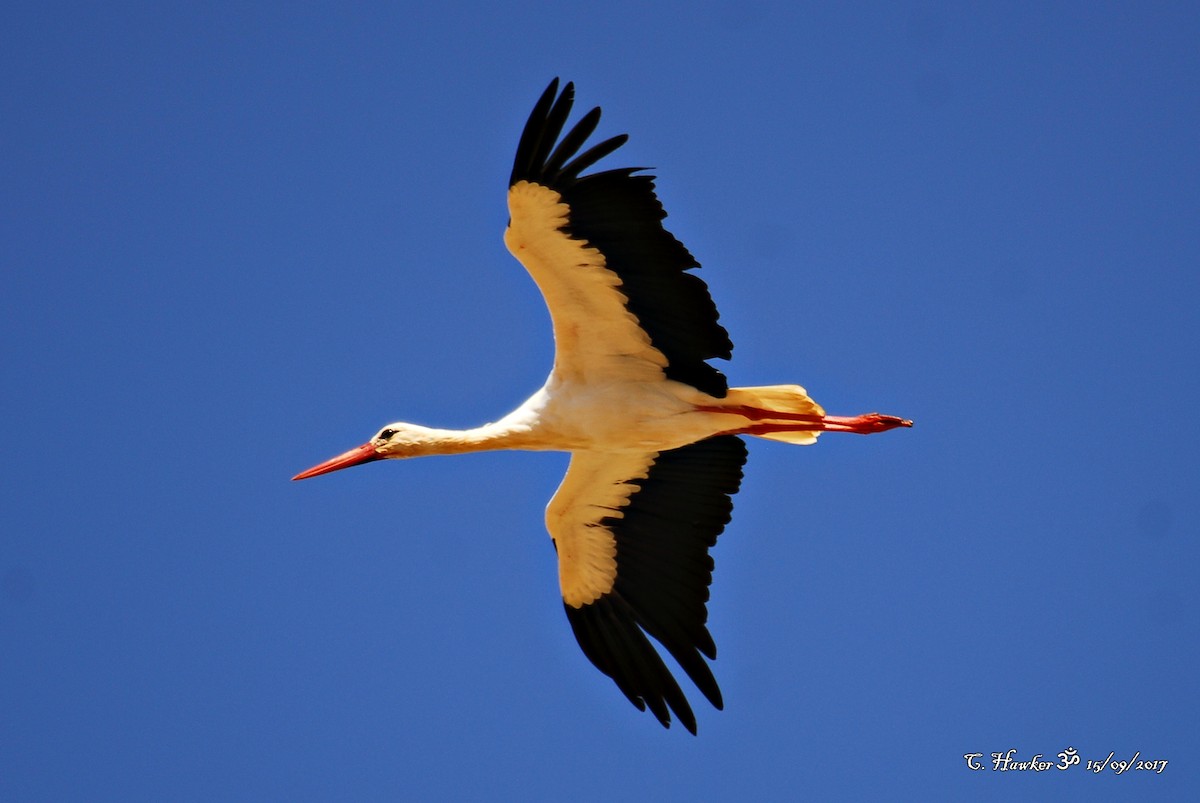 White Stork - Carl  Hawker