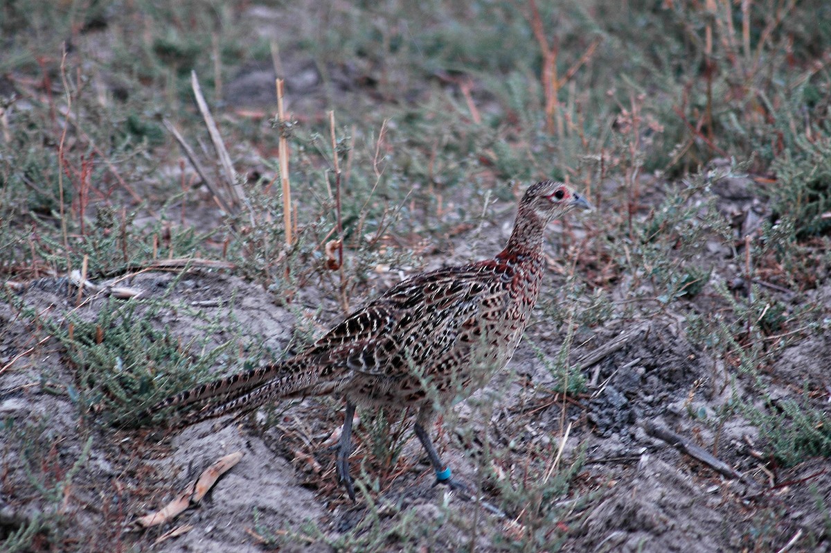 Ring-necked Pheasant - ML68929111