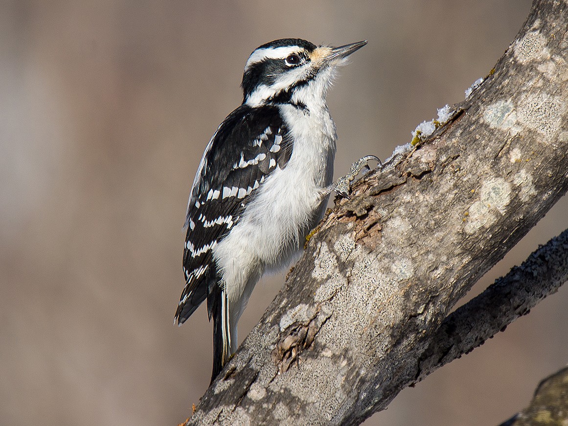 Hairy Woodpecker - eBird