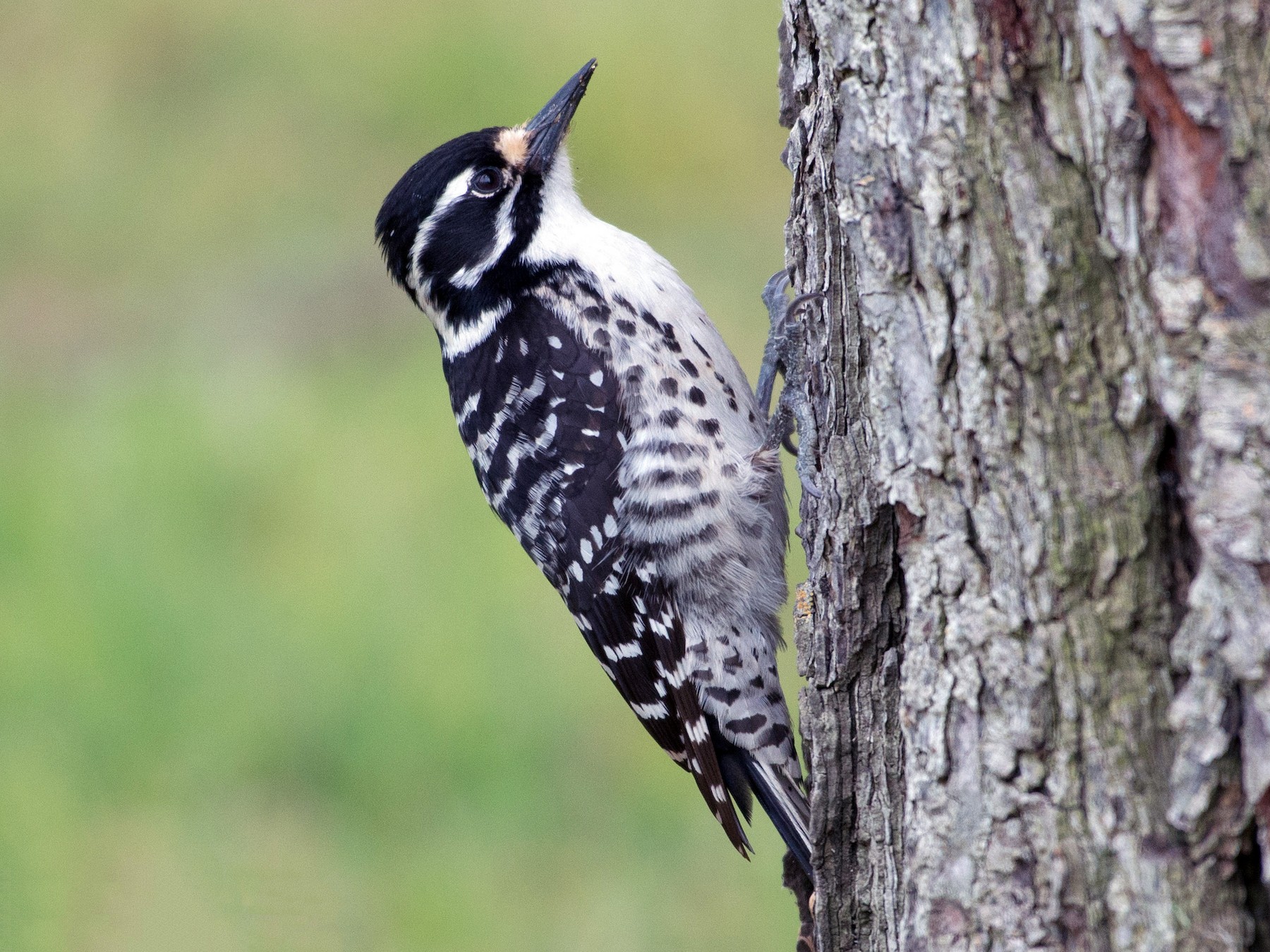 シロハラシマアカゲラ Ebird