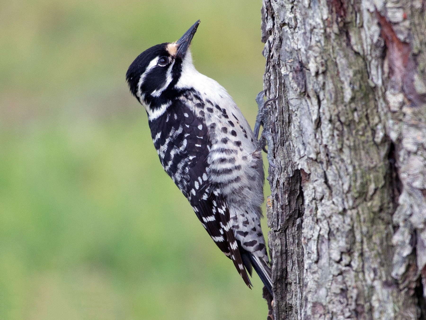 Nuttall's Woodpecker - Herb Elliott