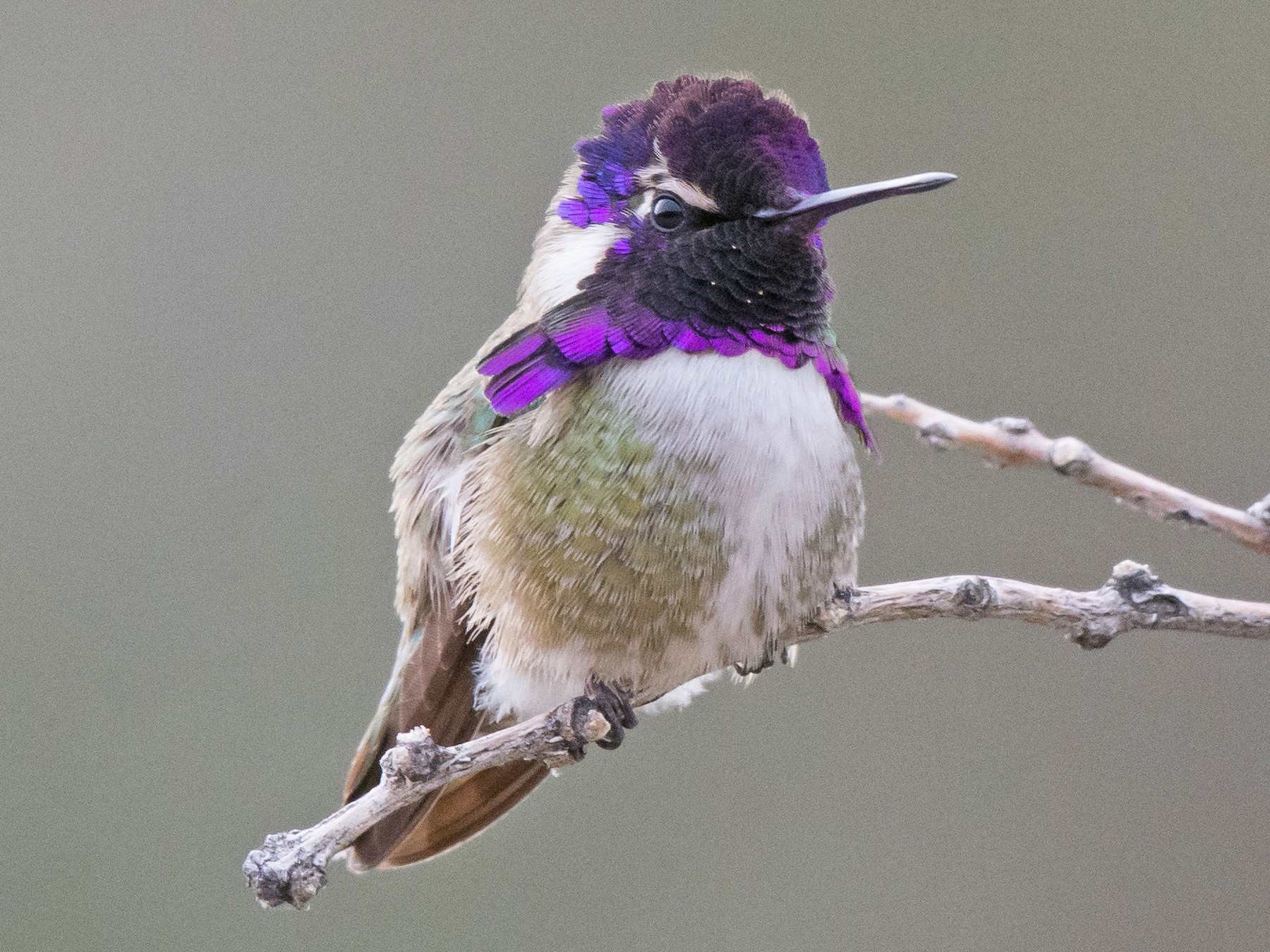 Costa's Hummingbird - Gordon Karre