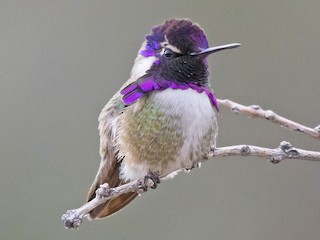  - Costa's Hummingbird
