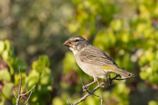  - White-throated Canary