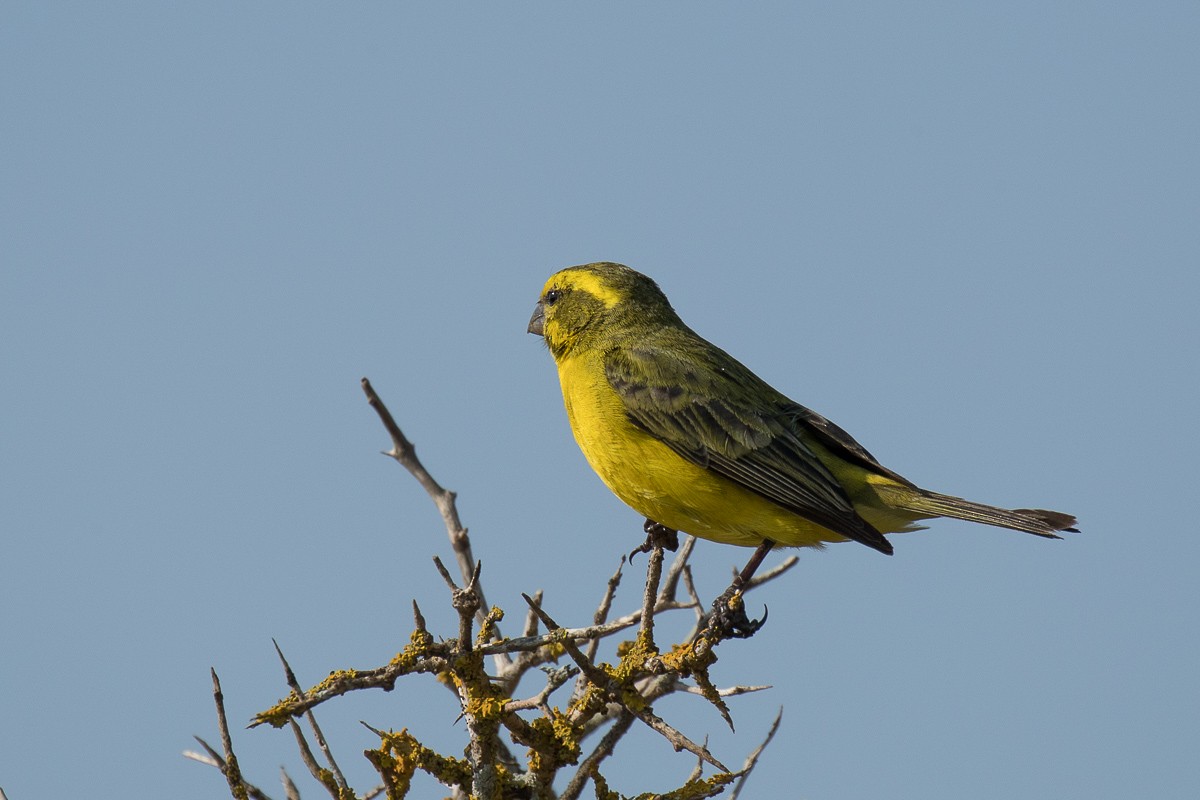 Yellow Canary - ML68931821