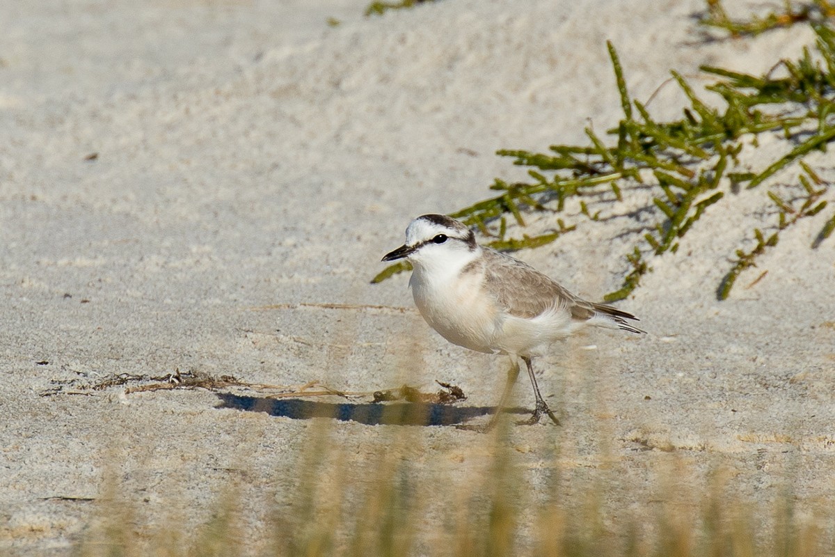 White-fronted Plover - Sharon Kennedy