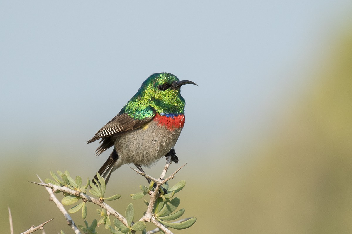 Southern Double-collared Sunbird - ML68933161
