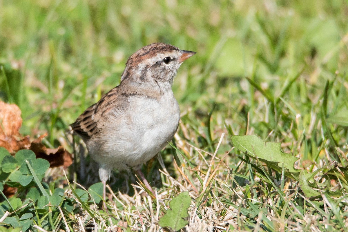 Chipping Sparrow - Sue Barth