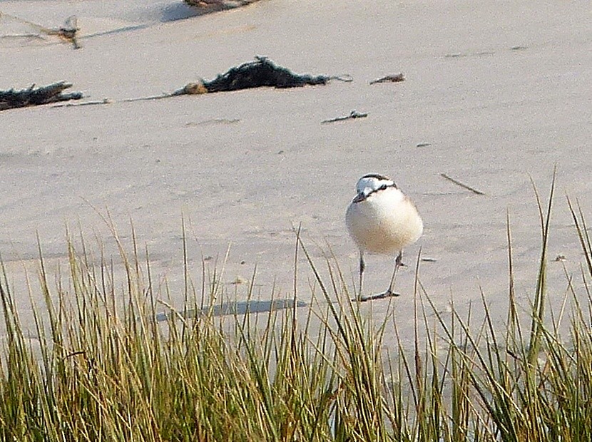 White-fronted Plover - ML68933561