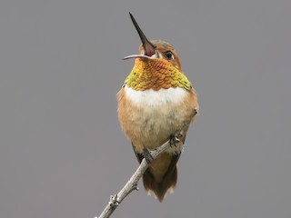 Colibrí Rufo - eBird
