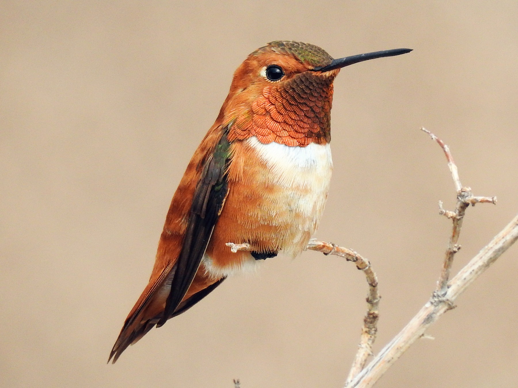 Rufous Hummingbird - eBird