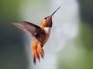 Colibrí Rufo - eBird