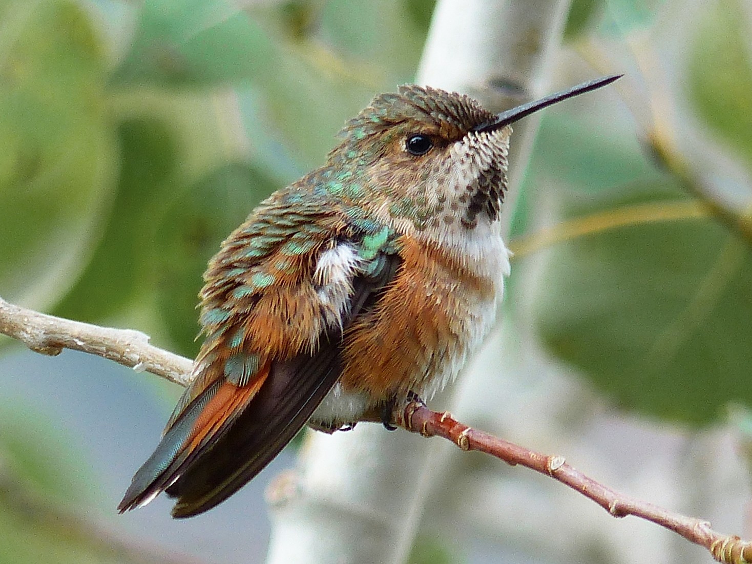 Rufous Hummingbird - Michael Emenaker