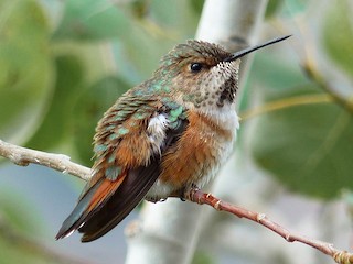 Rufous Hummingbird - eBird
