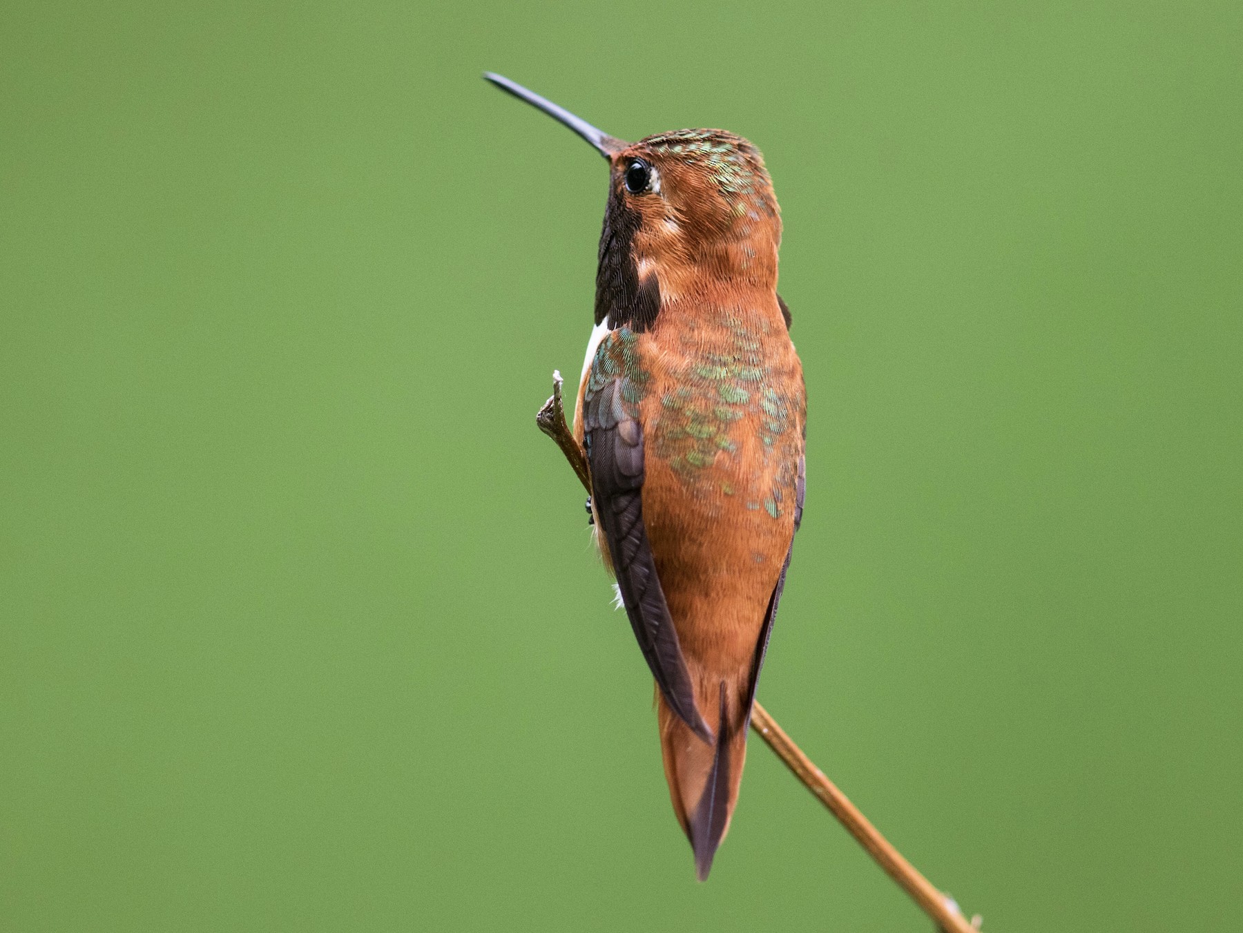 Rufous Hummingbird - Tony Varela