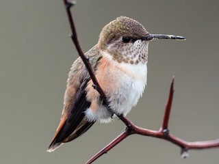Colibrí Rufo - eBird