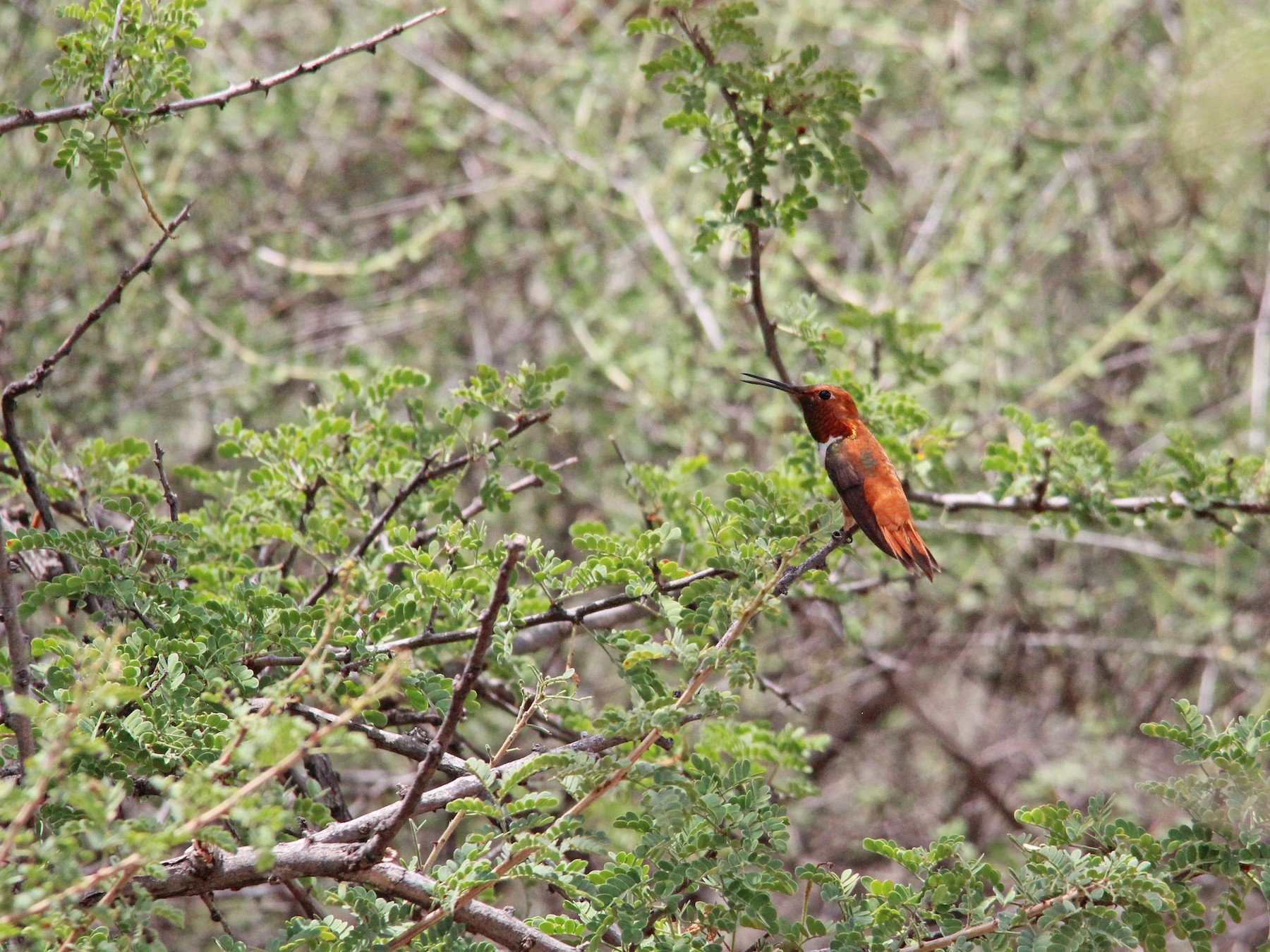 Colibrí Rufo - eBird