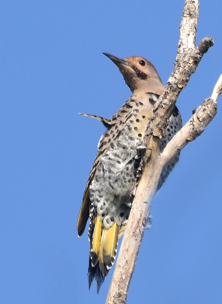 Northern Flicker (Yellow-shafted x Red-shafted) - Steven Mlodinow
