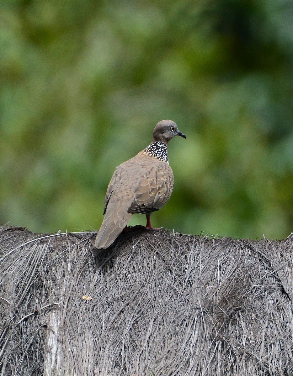 Spotted Dove - ML68935071