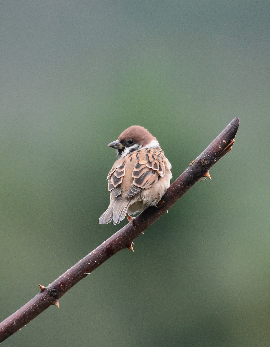 Eurasian Tree Sparrow - ML68935141