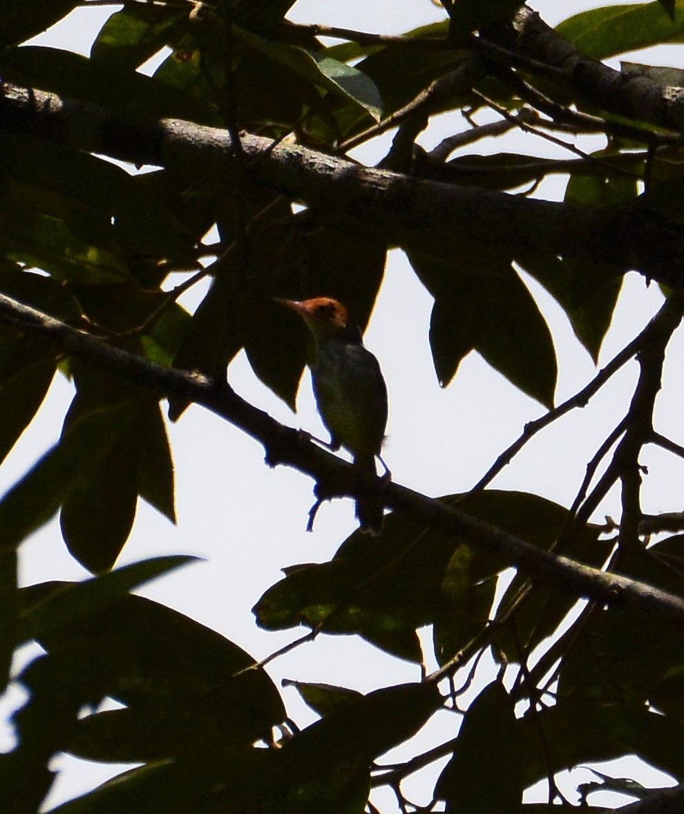 Dark-necked Tailorbird - ML68935201