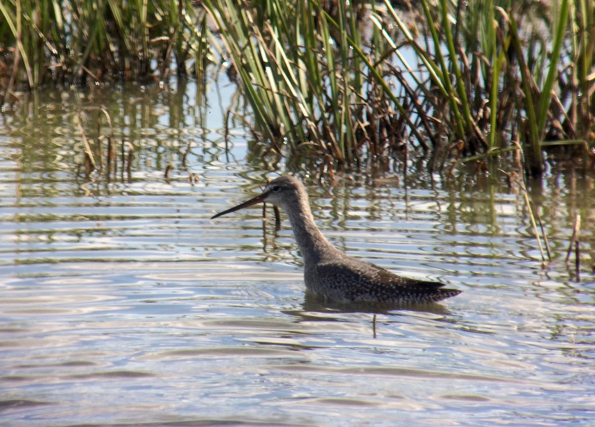 Spotted Redshank - Niall Keogh