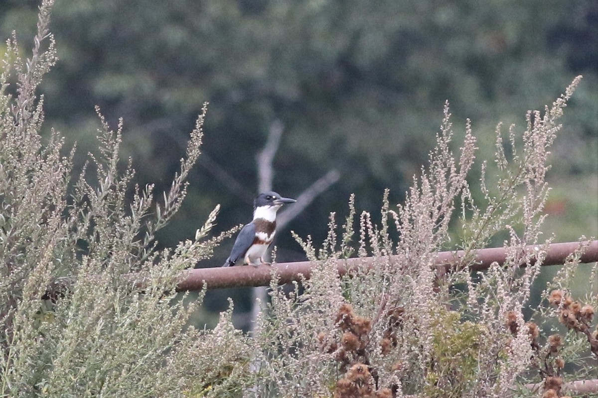 Belted Kingfisher - ML68941851