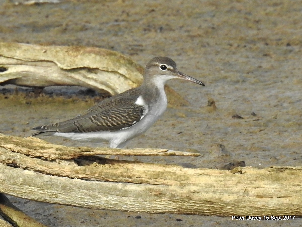 Spotted Sandpiper - Peter Davey