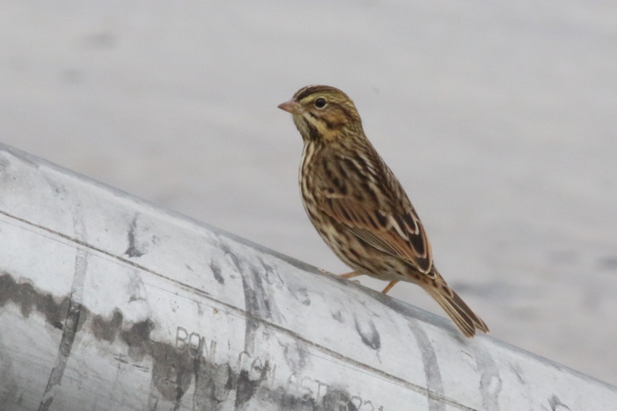 Savannah Sparrow - ML68942121